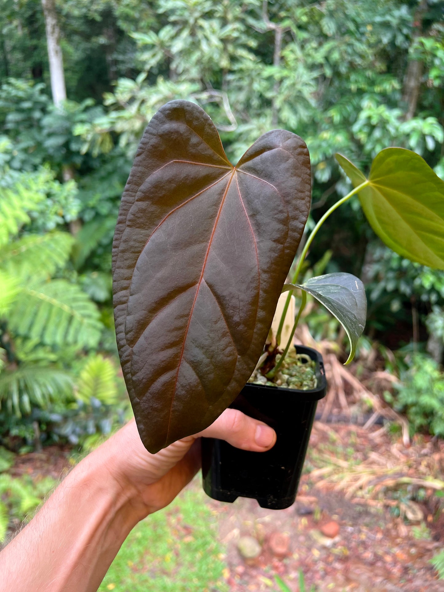Anthurium Solferra 002 Clone
