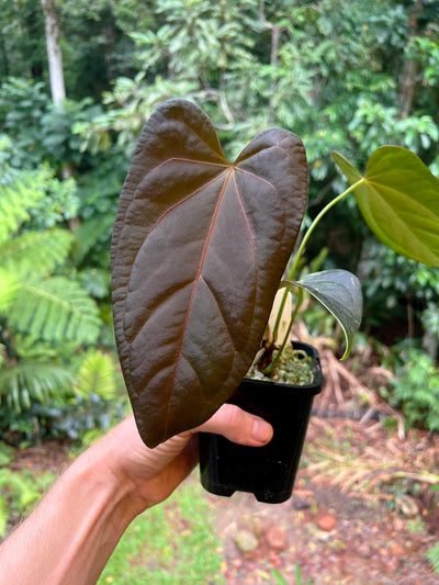 Anthurium Solferra 002 Clone