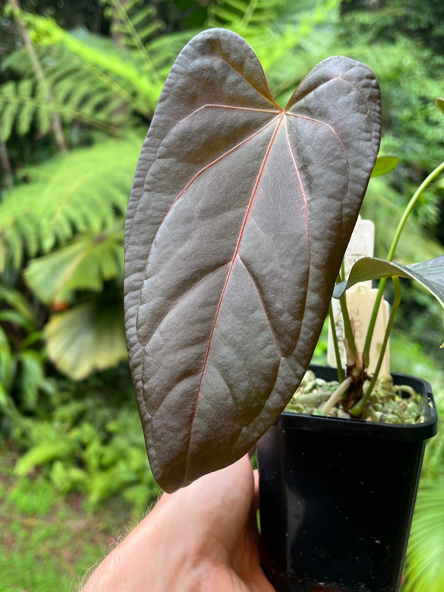 Anthurium Solferra 002 Clone