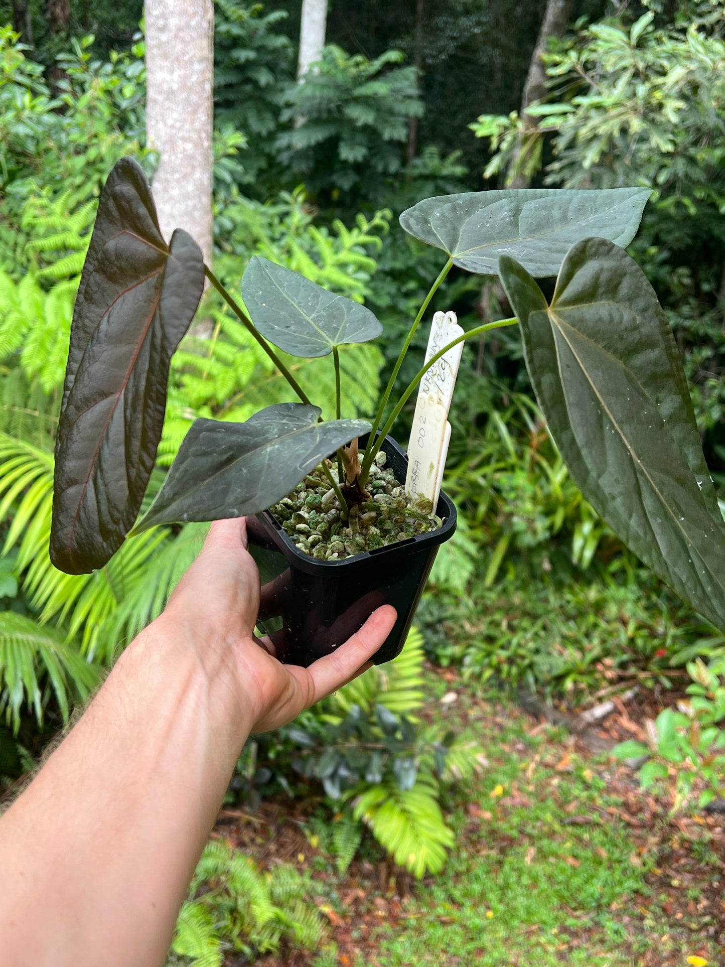 Anthurium Solferra 002 Clone
