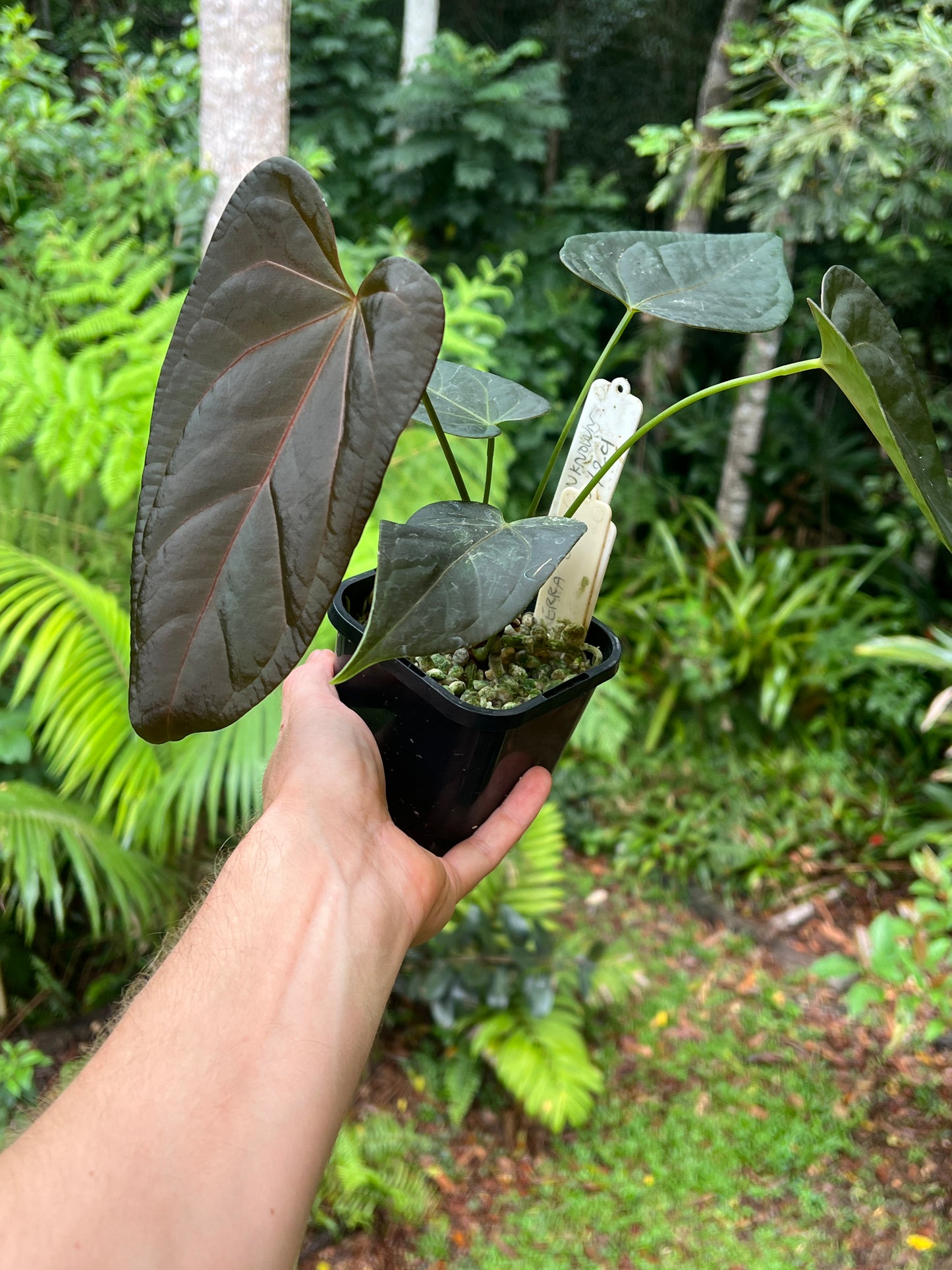 Anthurium Solferra 002 Clone