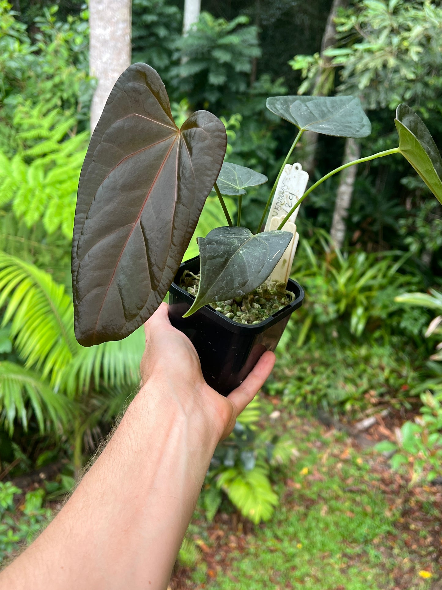 Anthurium Solferra 002 Clone