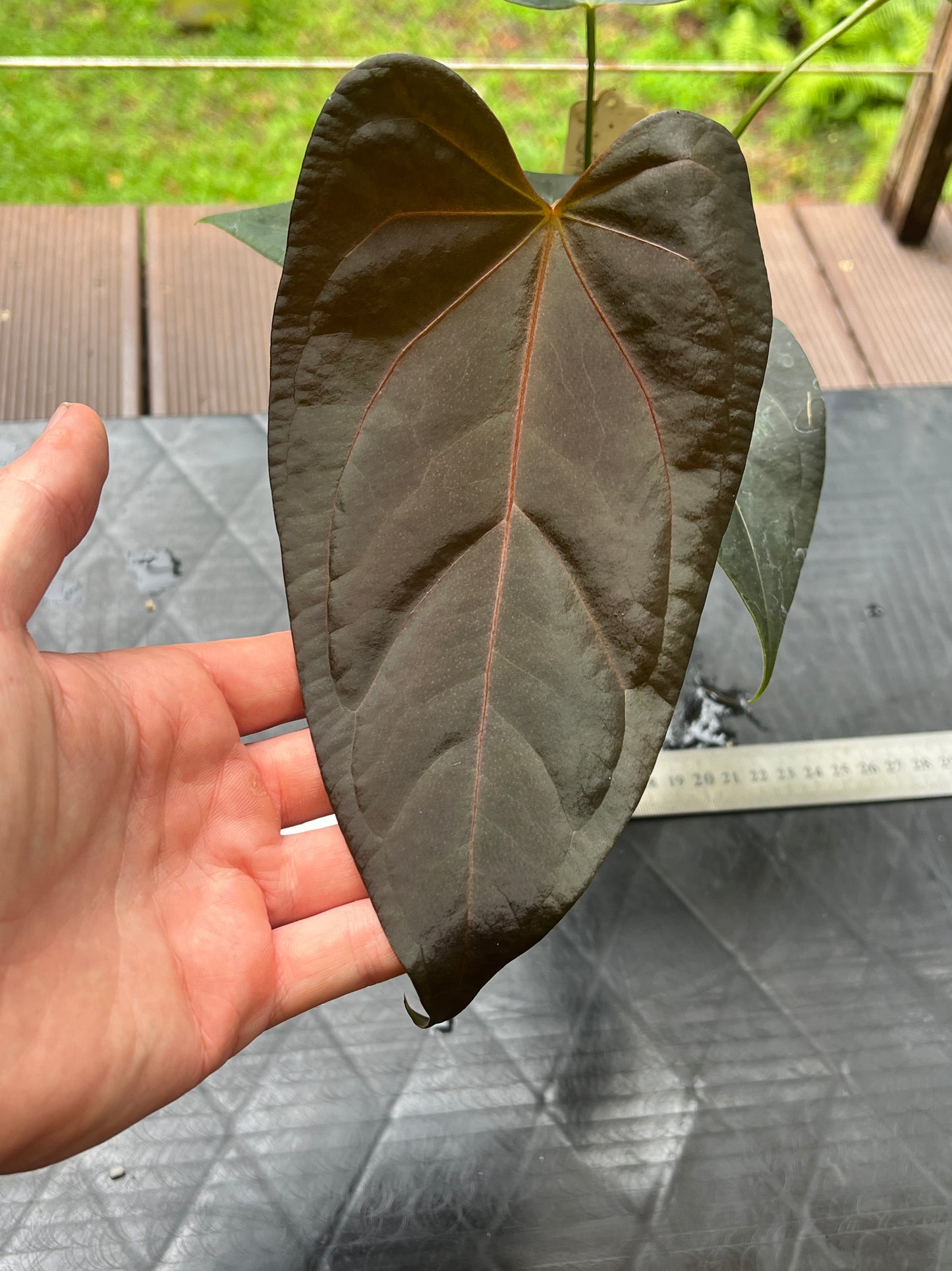 Anthurium Solferra 002 Clone