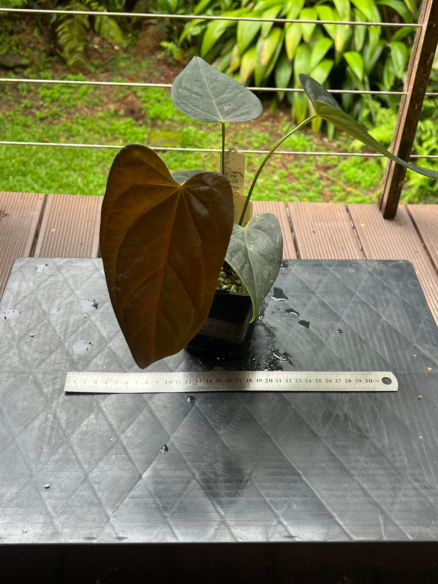 Anthurium Solferra 002 Clone