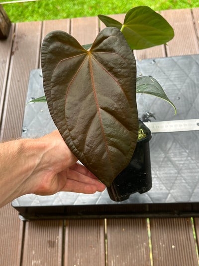 Anthurium Solferra 002 Clone