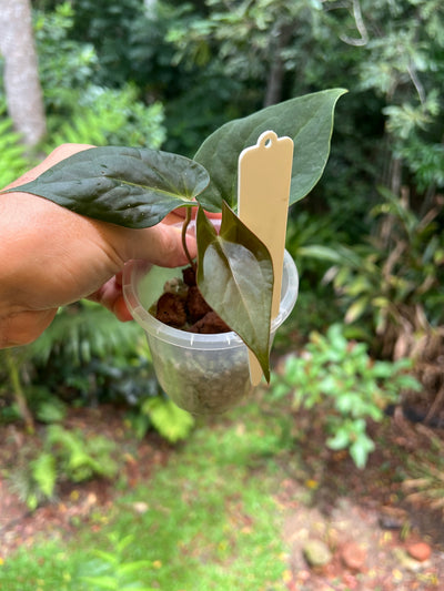 Anthurium Solferra 003 Clone