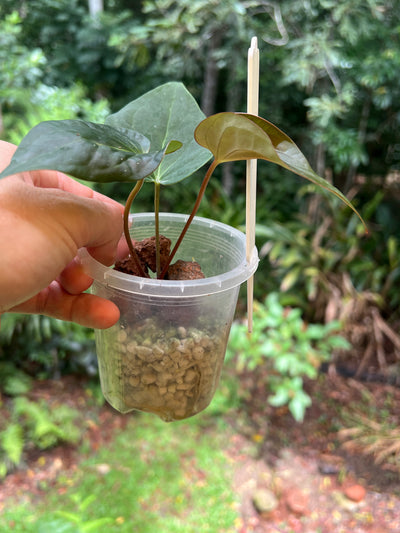 Anthurium Solferra 003 Clone