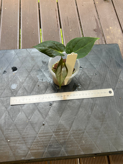 Anthurium Solferra 003 Clone
