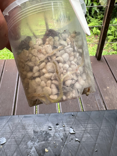 Anthurium Solferra 003 Clone