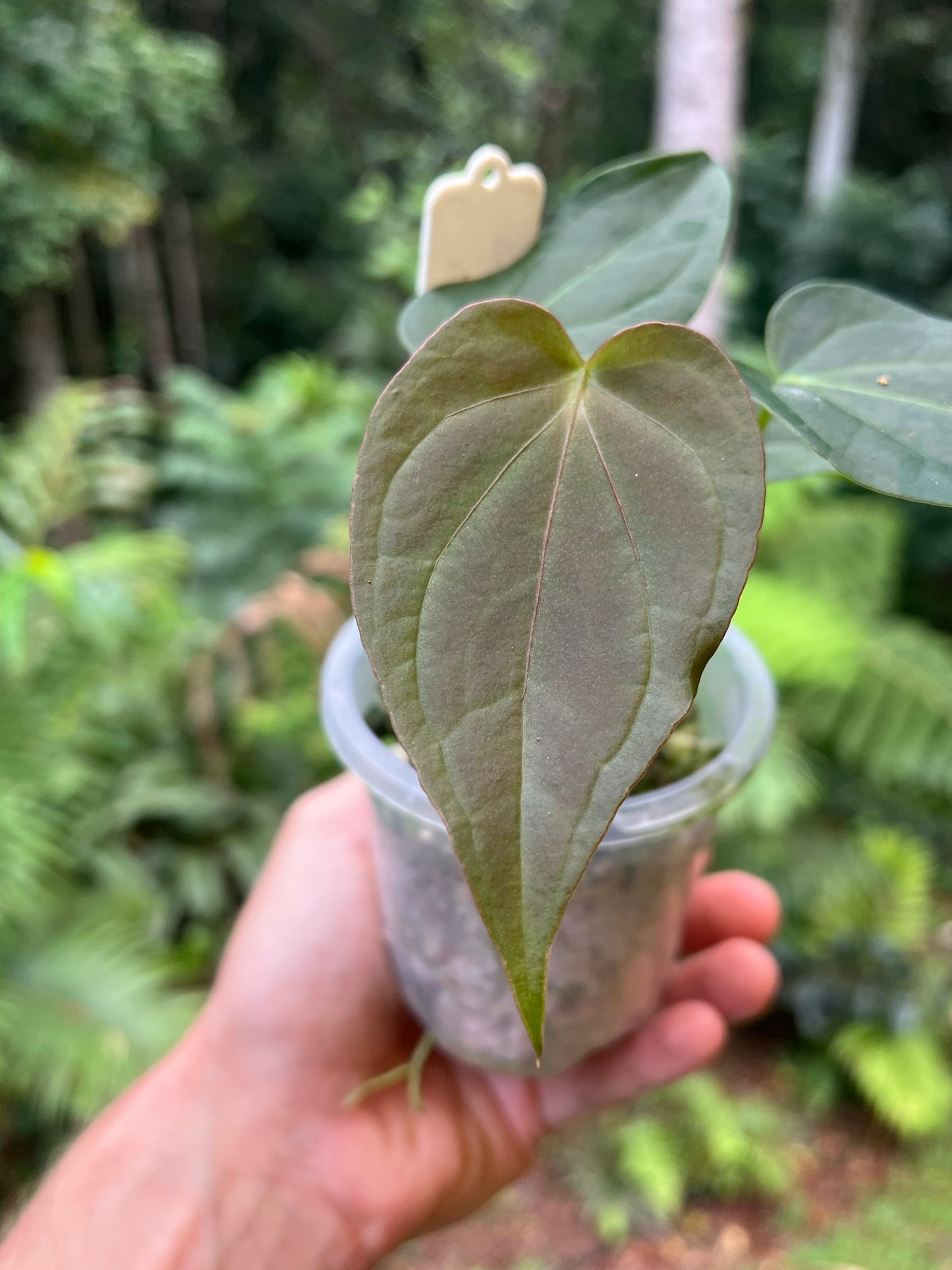 Anthurium Solferra 005 Clone