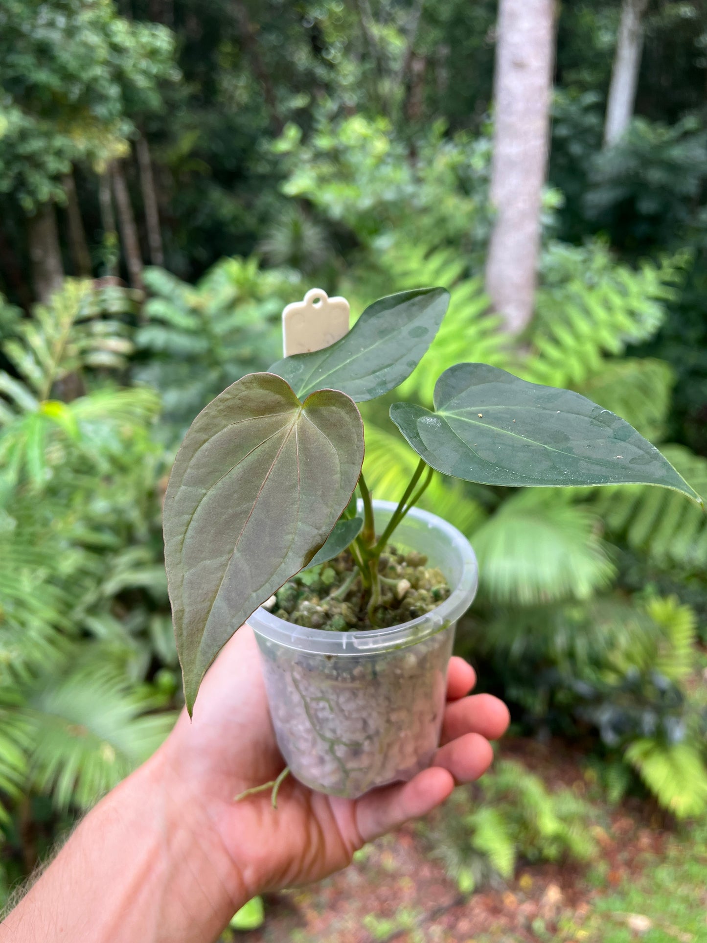 Anthurium Solferra 005 Clone