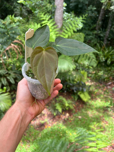 Anthurium Solferra 005 Clone