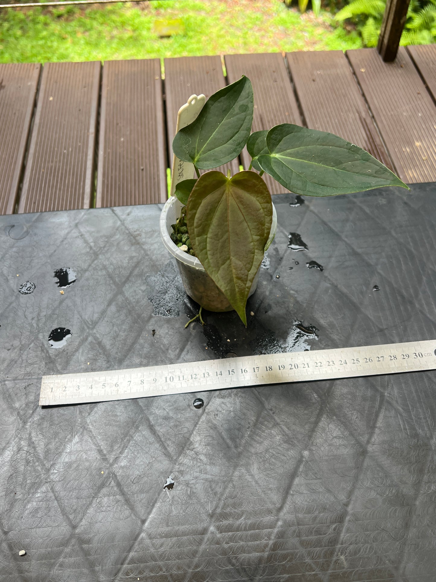 Anthurium Solferra 005 Clone