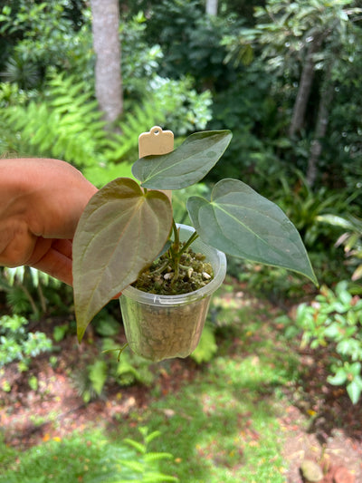 Anthurium Solferra 005 Clone
