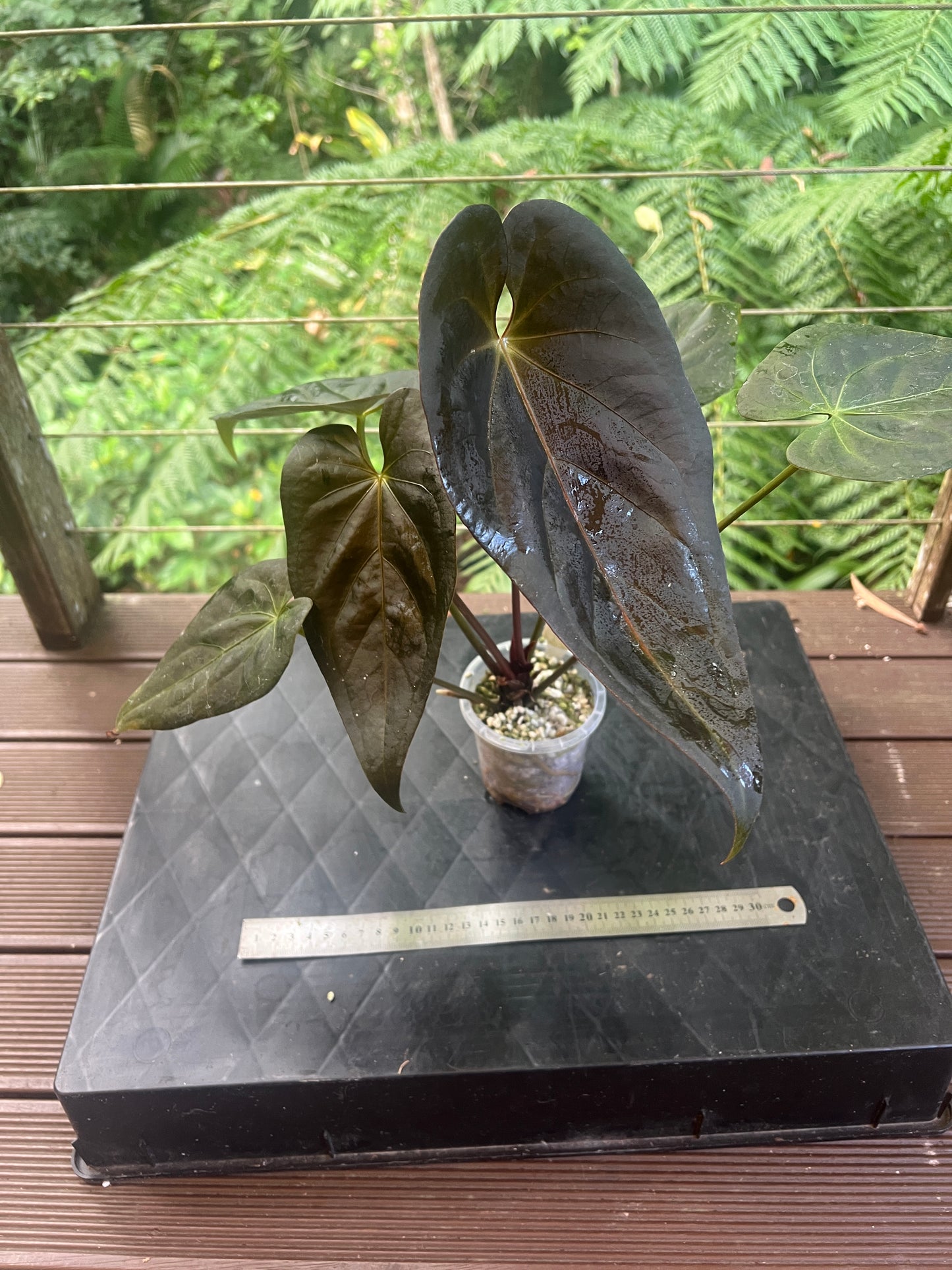 Anthurium Solferra #007 Clone Cutting Grown - Purple!