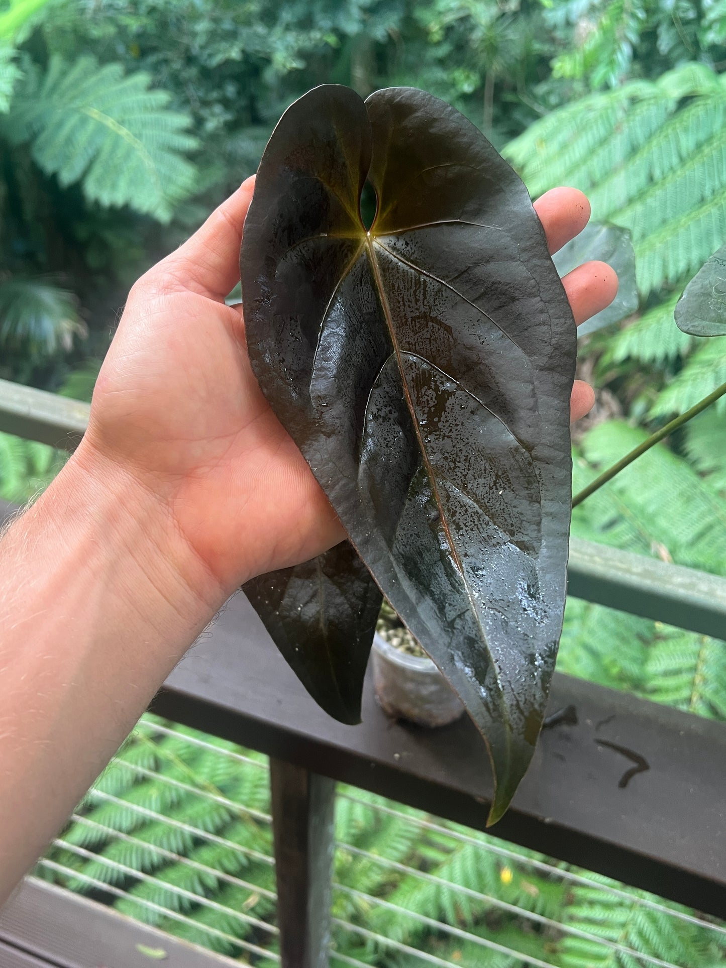 Anthurium Solferra #007 Clone Cutting Grown - Purple!