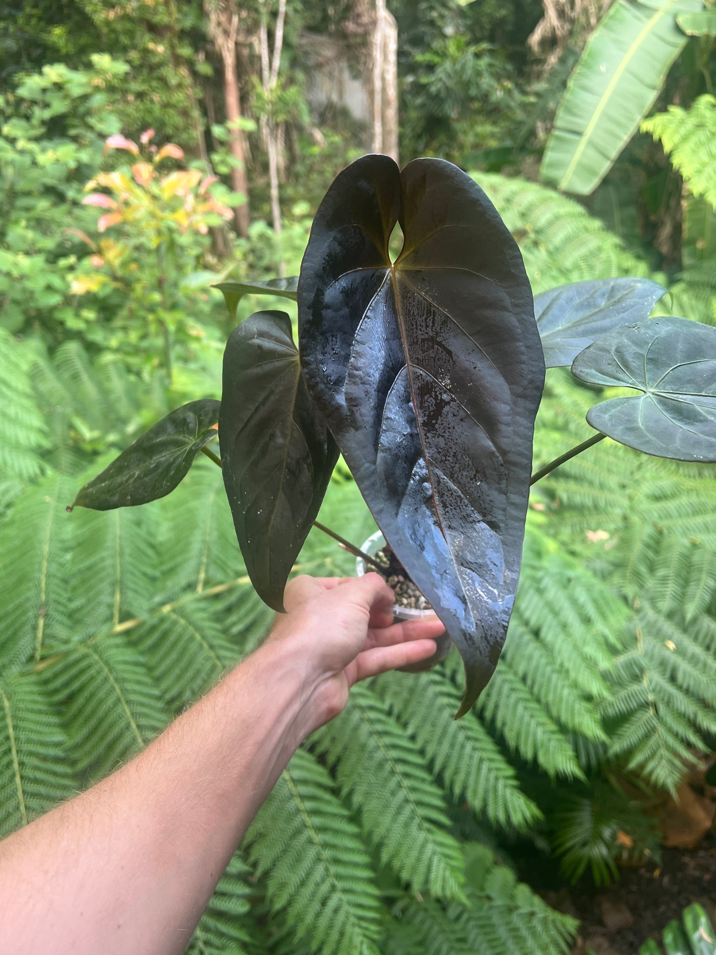 Anthurium Solferra #007 Clone Cutting Grown - Purple!