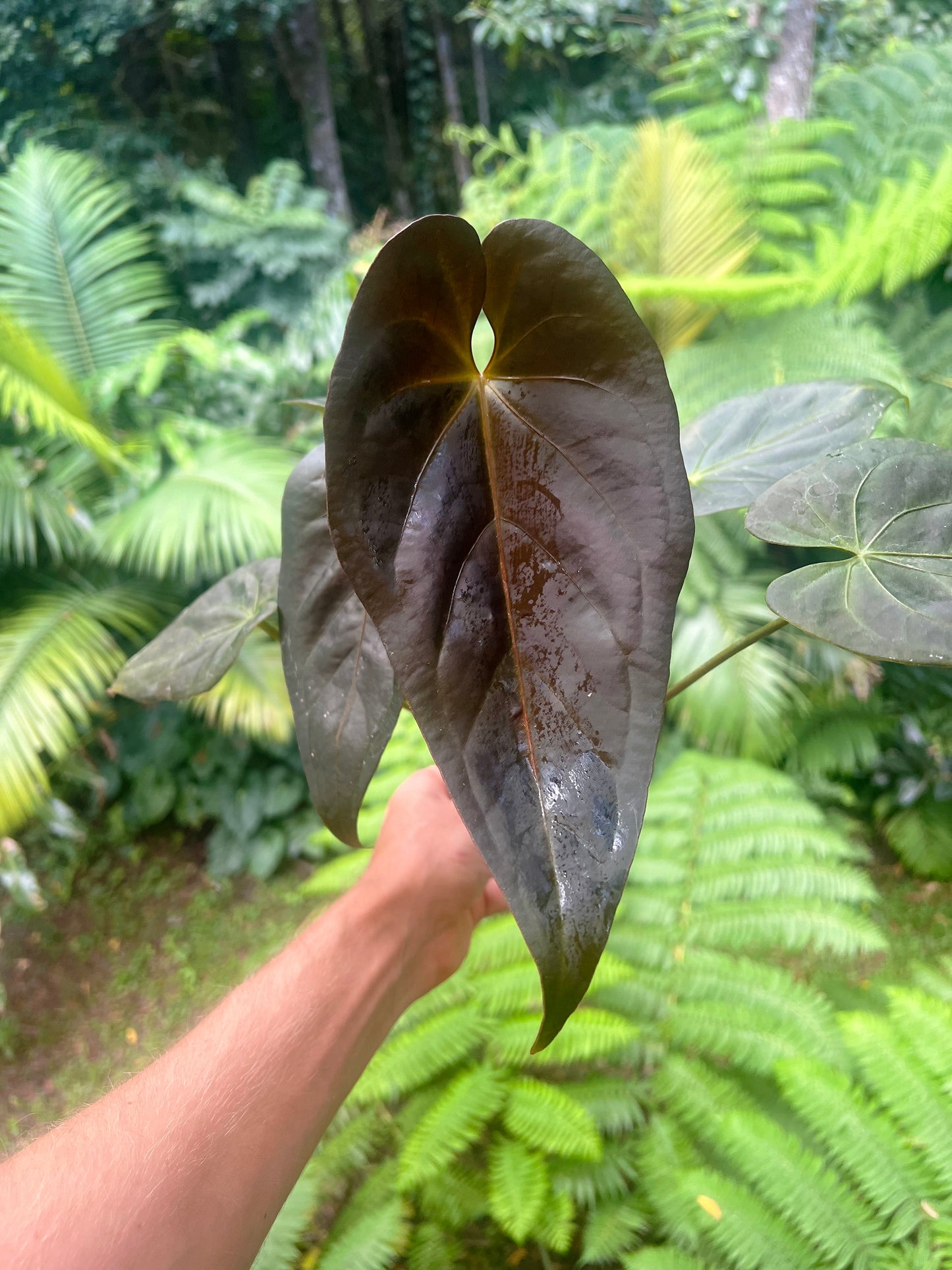 Anthurium Solferra #007 Clone Cutting Grown - Purple!