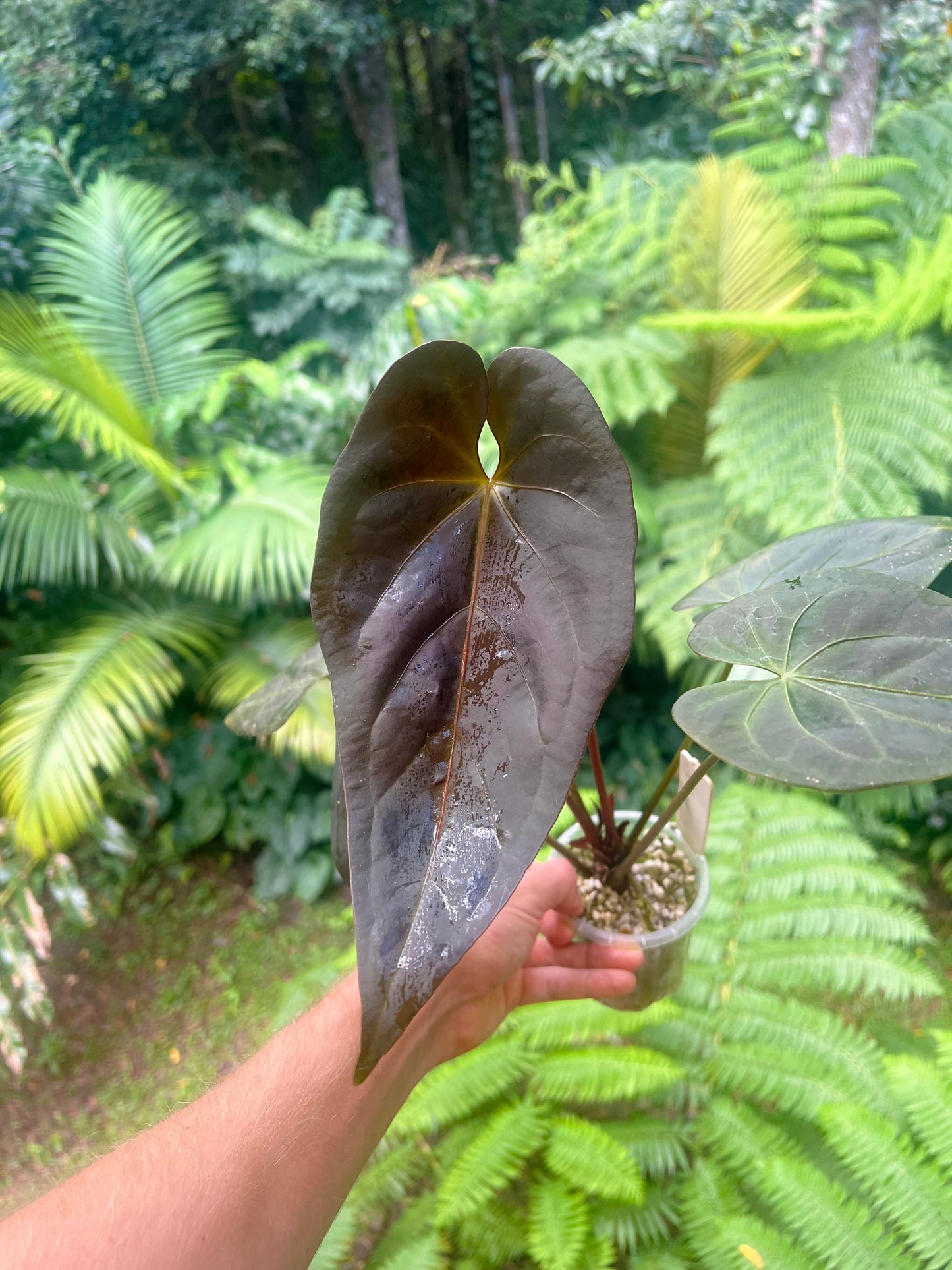 Anthurium Solferra #007 Clone Cutting Grown - Purple!