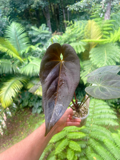 Anthurium Solferra #007 Clone Cutting Grown - Purple!