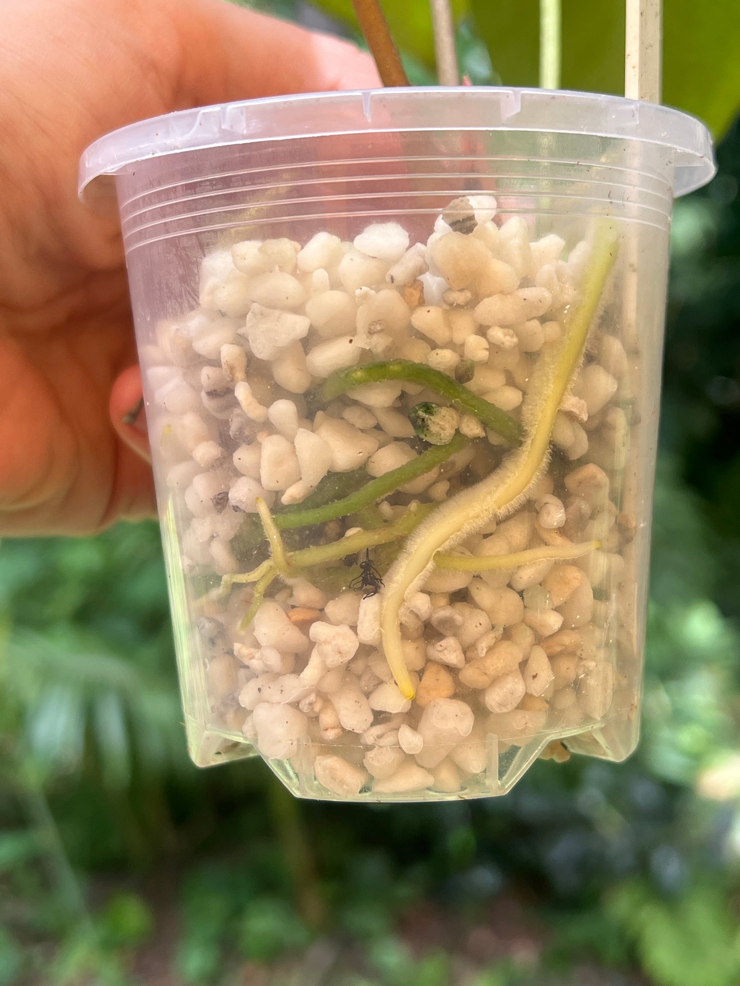 Anthurium Solferra 010