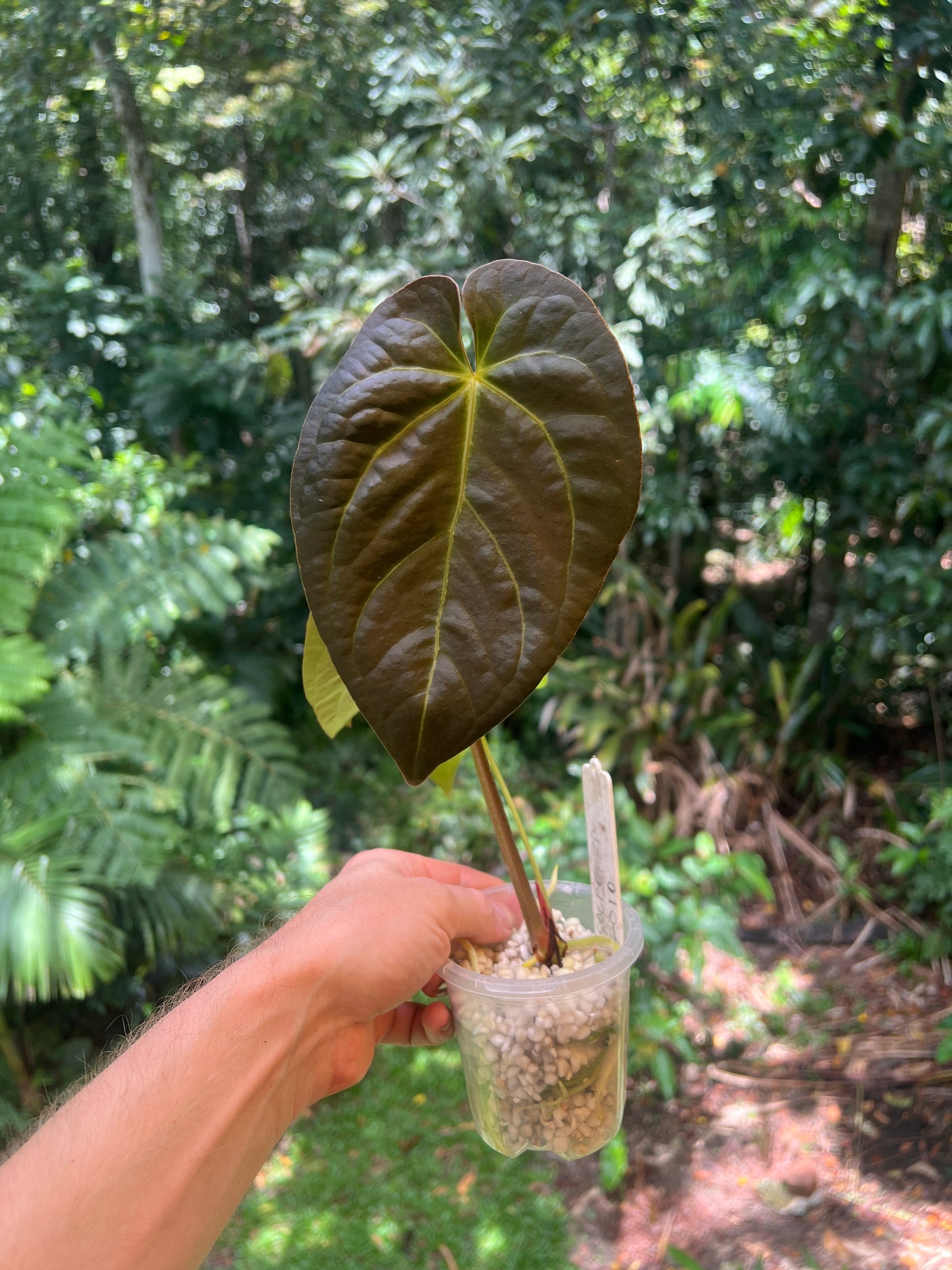 Anthurium Solferra 010