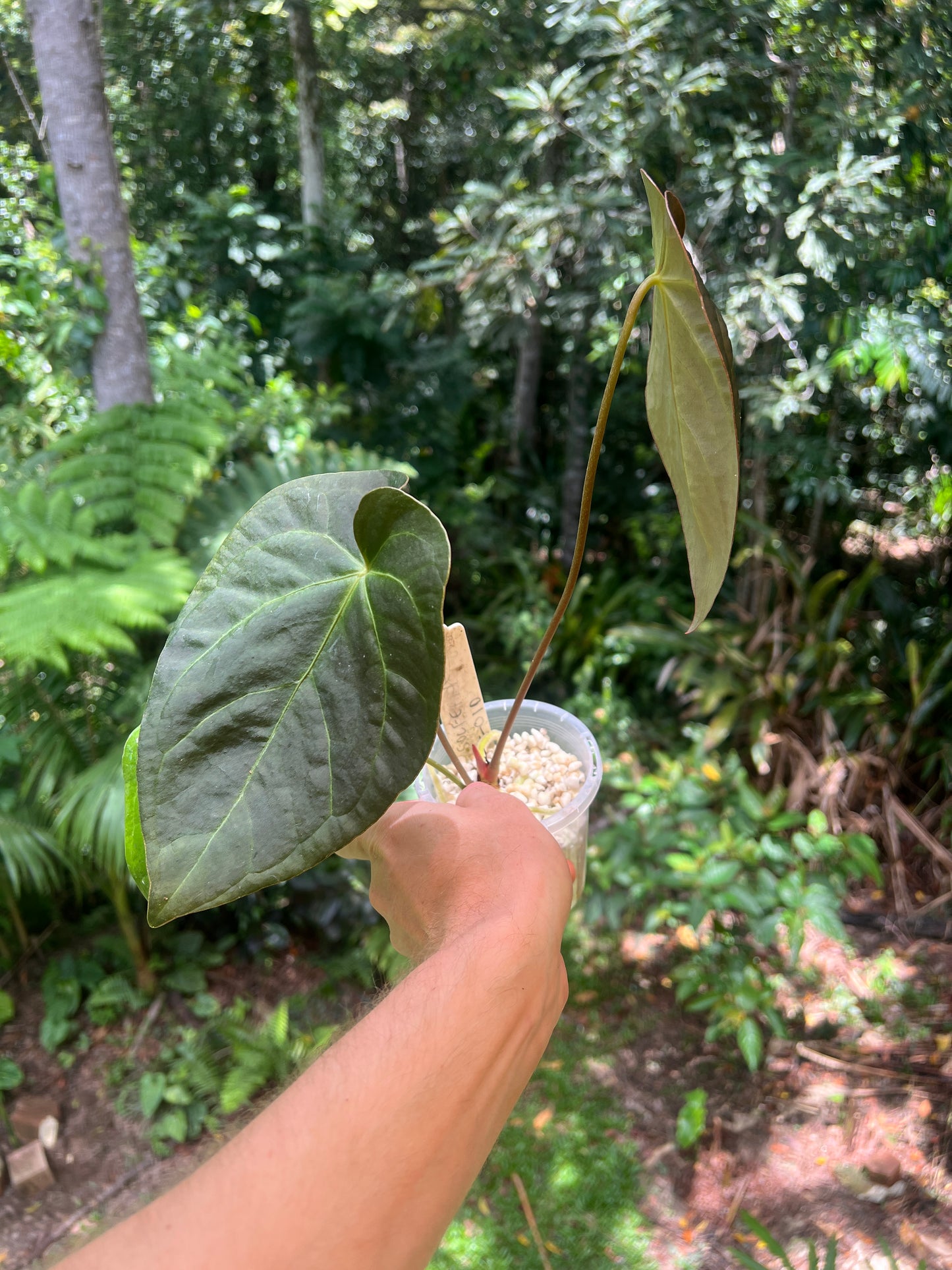 Anthurium Solferra 010