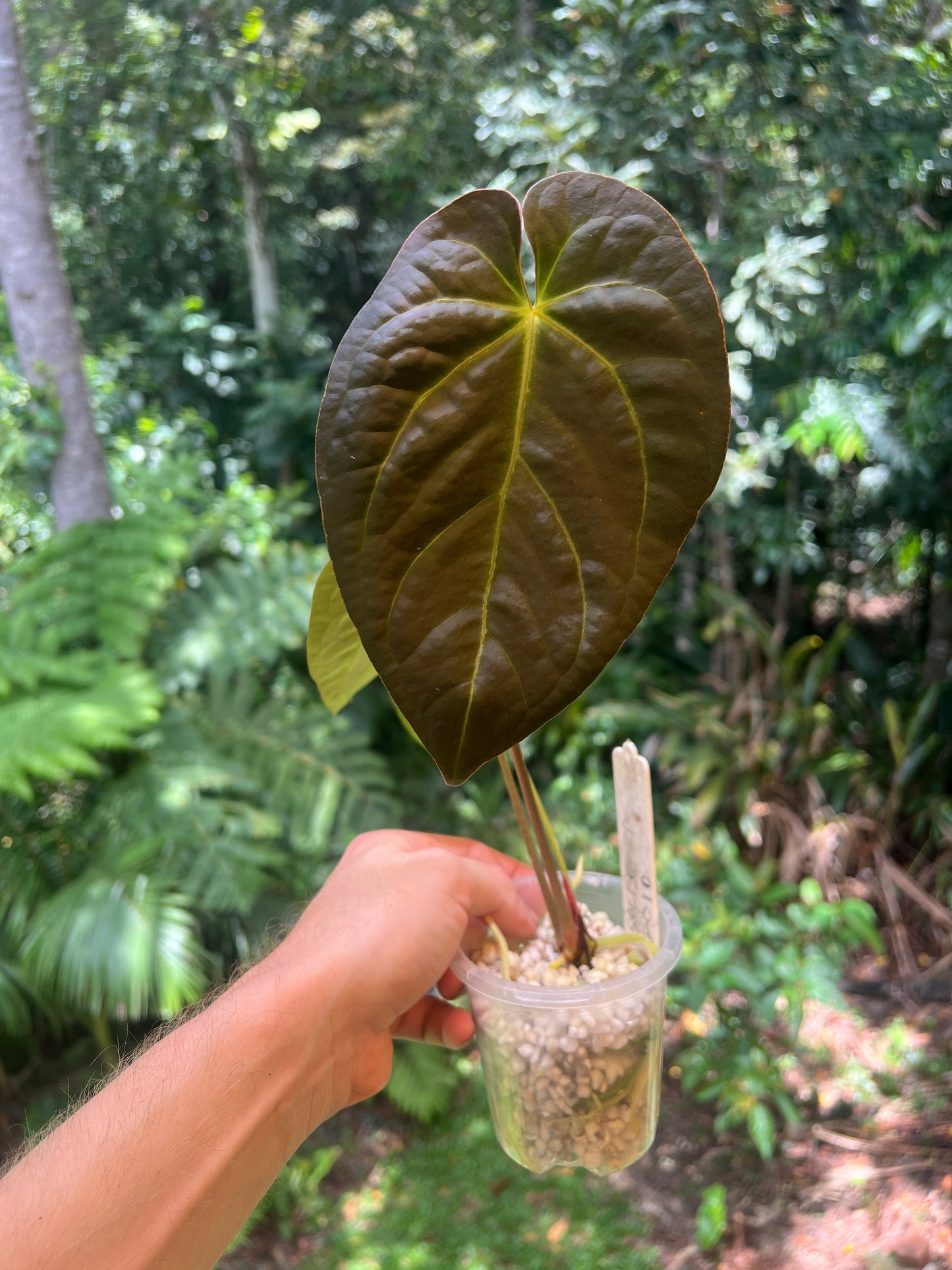 Anthurium Solferra 010