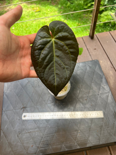 Anthurium Solferra 010