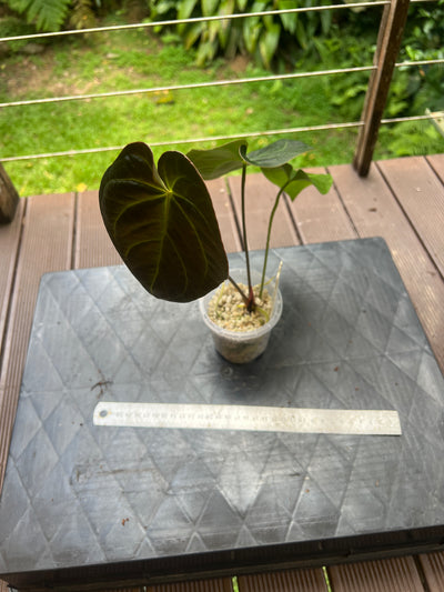 Anthurium Solferra 010