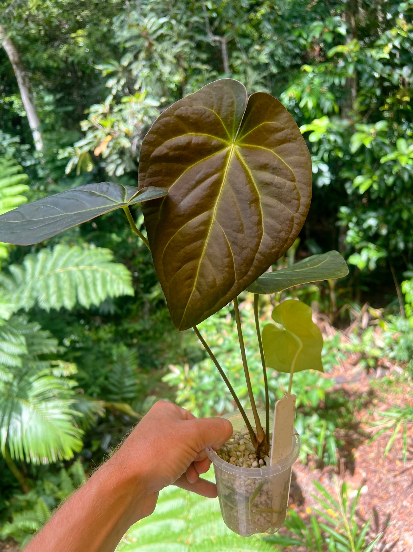 Anthurium Solferra #010 Clone Cutting Grown