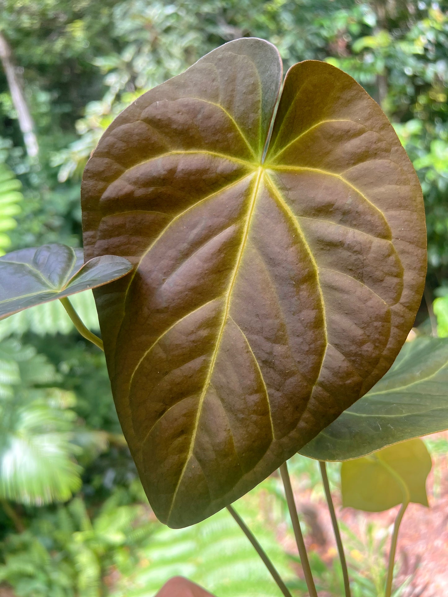 Anthurium Solferra #010 Clone Cutting Grown