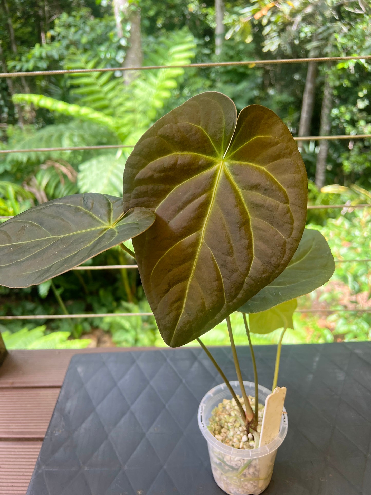 Anthurium Solferra #010 Clone Cutting Grown