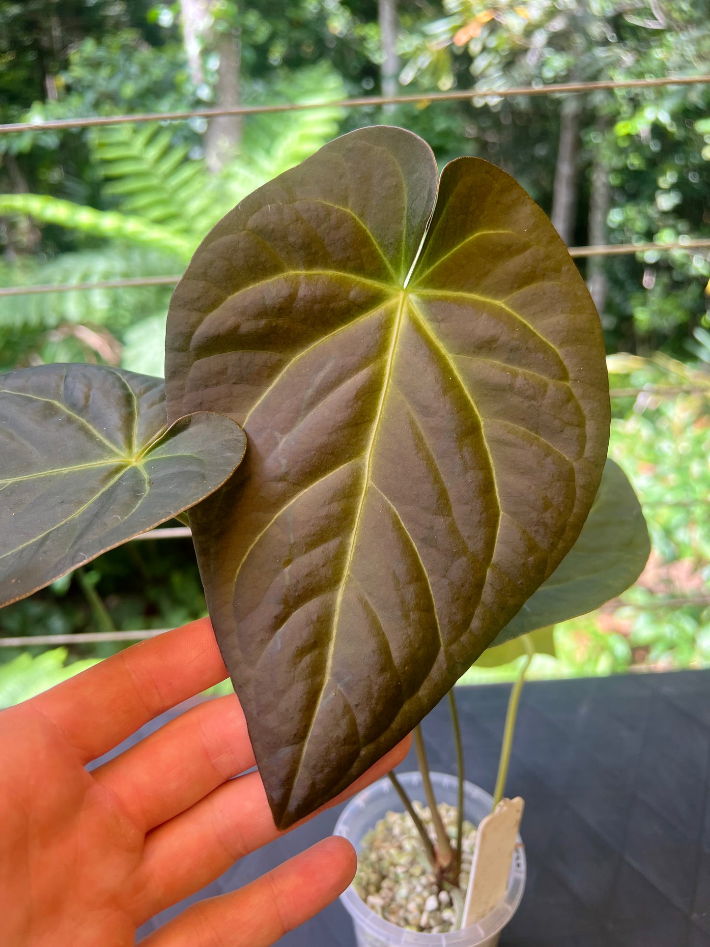 Anthurium Solferra #010 Clone Cutting Grown