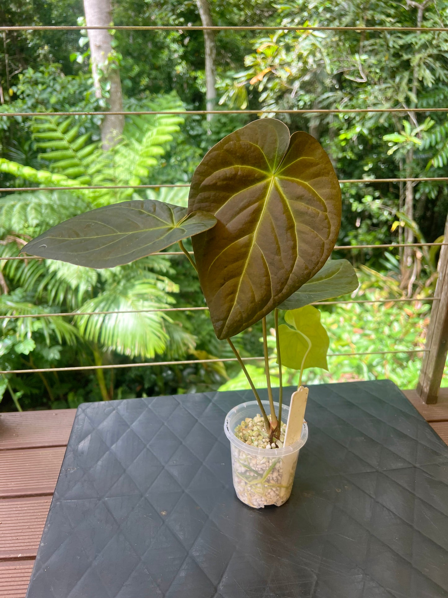 Anthurium Solferra #010 Clone Cutting Grown