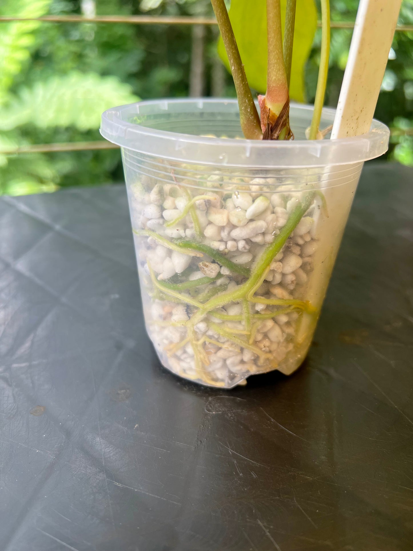 Anthurium Solferra #010 Clone Cutting Grown