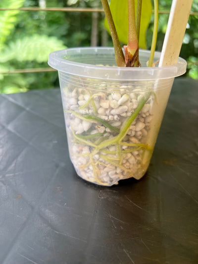 Anthurium Solferra #010 Clone Cutting Grown