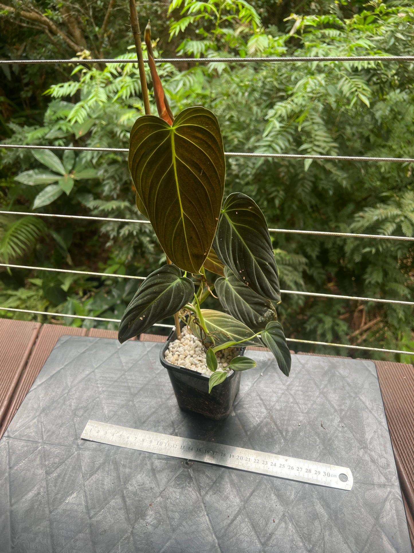 Philodendron splendid x gloriosum - it's dark!