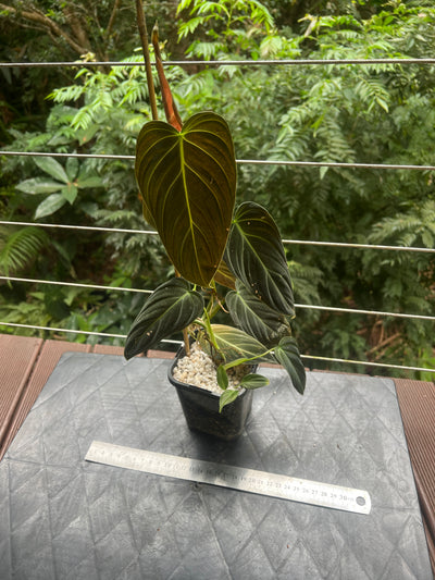 Philodendron splendid x gloriosum - it's dark!