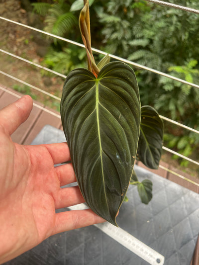 Philodendron splendid x gloriosum - it's dark!