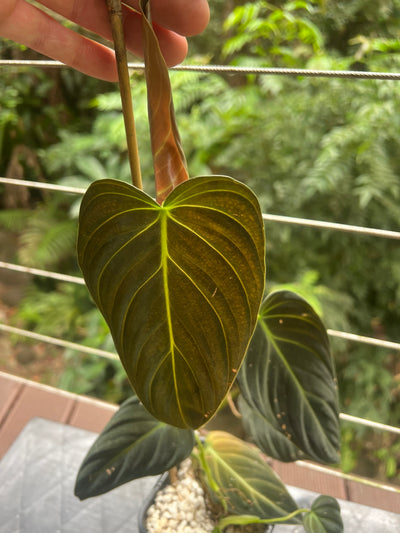 Philodendron splendid x gloriosum - it's dark!