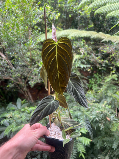 Philodendron splendid x gloriosum - it's dark!