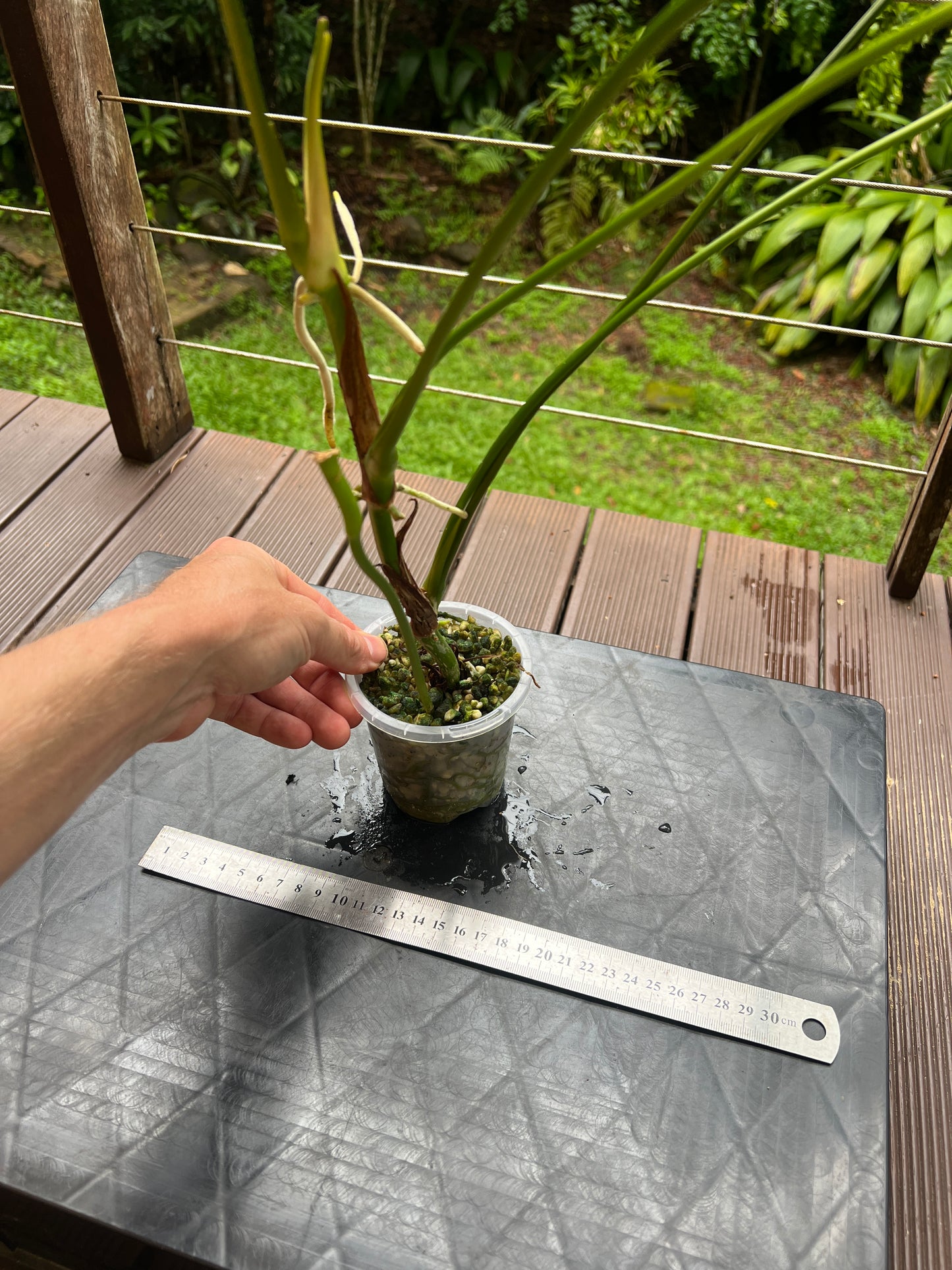 Anthurium subsignatum species