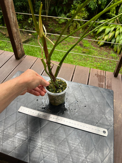 Anthurium subsignatum species