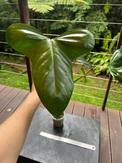 Anthurium subsignatum species