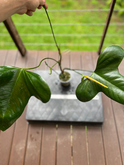 Anthurium subsignatum species