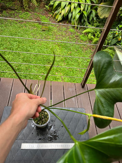 Anthurium subsignatum species