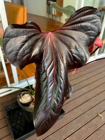 Anthurium Travesty Clone