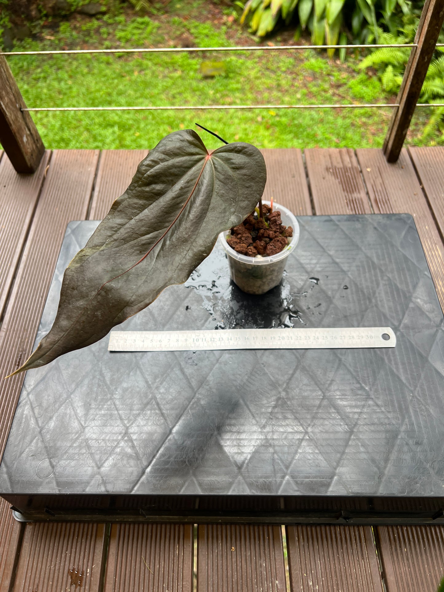 Anthurium Travesty Clone