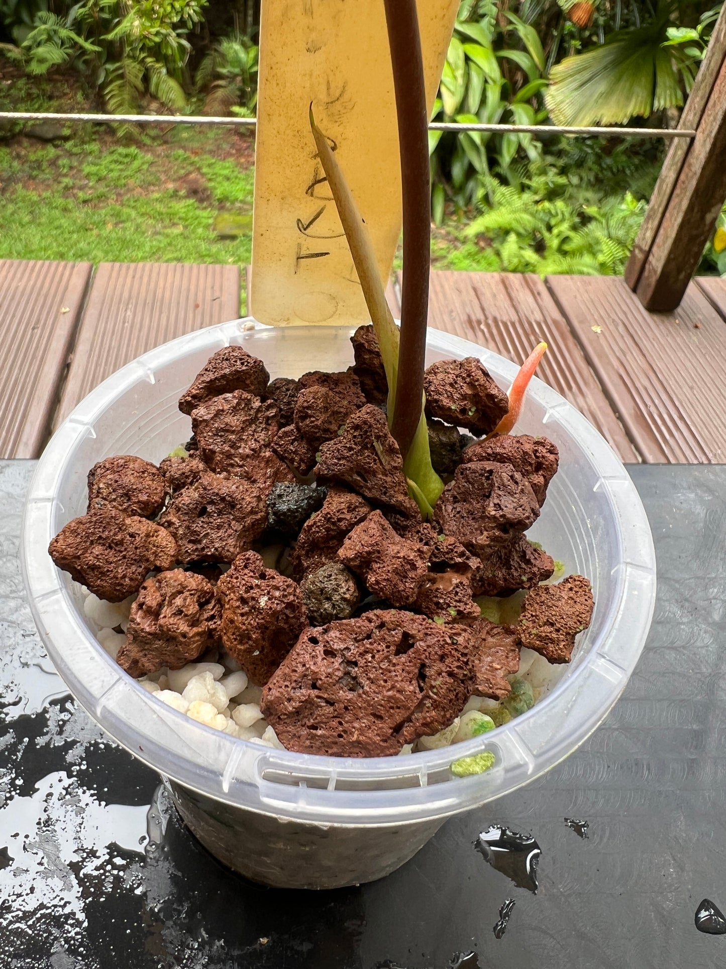 Anthurium Travesty Clone